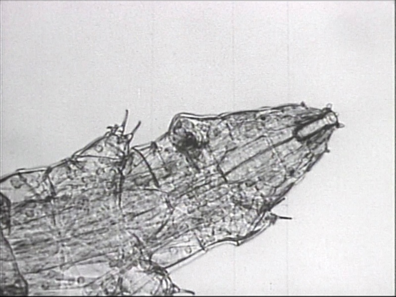 E1659オニクマムシ800600