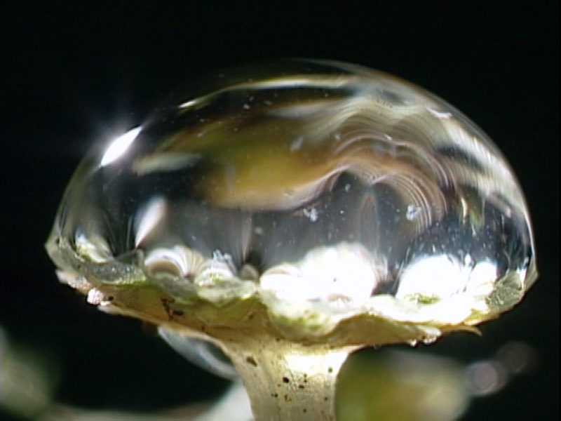 ゼニゴケ雄器床−水滴800600